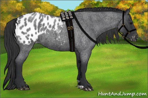 Horse Color:Blue Roan Appaloosa Rabicano 