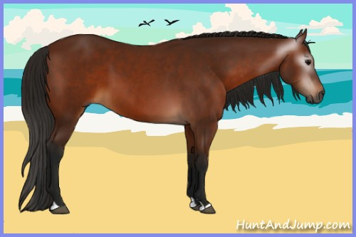 Horse Color:Gray Bay 