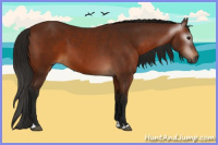 Horse Color:Gray Bay 