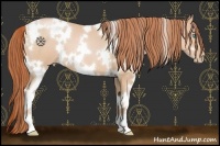 Horse Color:White Spotted Buckskin Pearl 