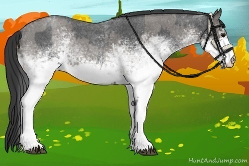 Horse Color:White Spotted Blue Roan Rabicano  and White Spotted Grullo Roan Rabicano 