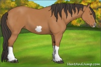 Horse Color:Bay Splash Frame 