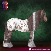 Horse Color:White Spotted Chocolate Brown Dun Appaloosa 