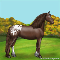 Horse Color:Gray Chestnut Appaloosa