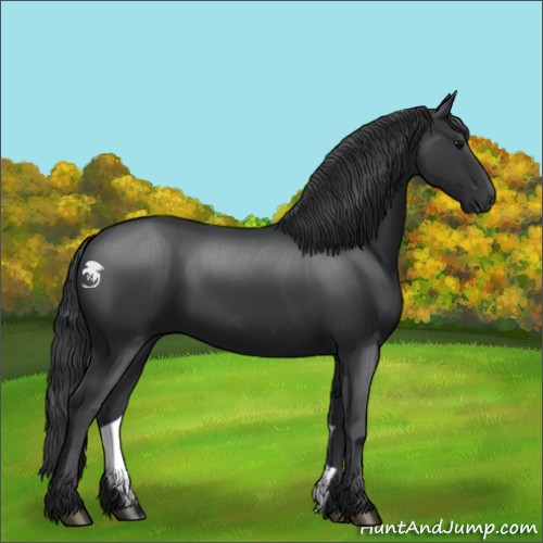 Horse Color:Black 