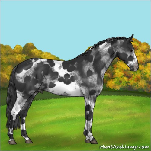 Horse Color:White Spotted Black Splash Tobiano Frame Appaloosa 