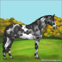 Horse Color:White Spotted Black Splash Tobiano Frame Appaloosa 