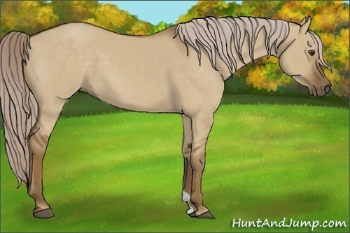 Horse Color:Chocolate Palomino Dun