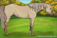 Horse Color:Chocolate Palomino Dun 