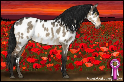 Horse Color:Gray Brown Dun Appaloosa 