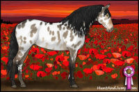 Horse Color:Gray Brown Dun Appaloosa 