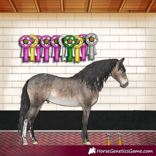Horse Color:Gray Brown Dun Mushroom Sabino Appaloosa Brindle 