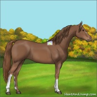 Horse Color:Chestnut 