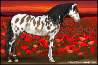 Horse Color:Gray Brown Dun Appaloosa 