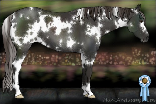 Horse Color:White Spotted Liver Chestnut