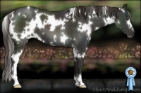 Horse Color:White Spotted Liver Chestnut 