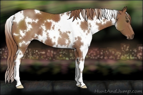 Horse Color:White Spotted Chestnut 