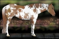 Horse Color:White Spotted Chestnut 