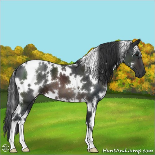 Horse Color:White Spotted Brown