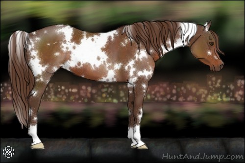 Horse Color:White Spotted Liver Chestnut