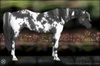 Horse Color:White Spotted Black 