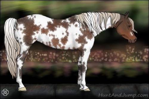 Horse Color:White Spotted Liver Chestnut