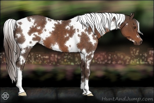 Horse Color:White Spotted Liver Chestnut