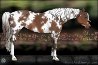 Horse Color:White Spotted Liver Chestnut 