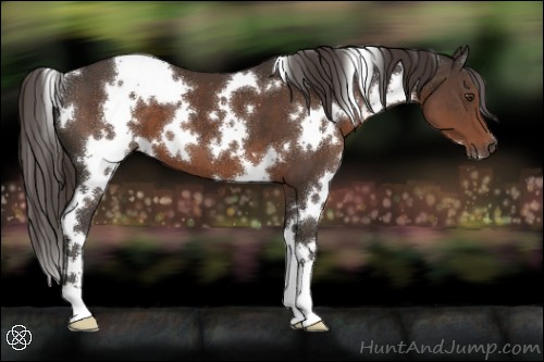 Horse Color:White Spotted Liver Chestnut 