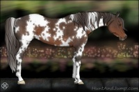 Horse Color:White Spotted Liver Chestnut 