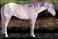 Horse Color:Watercolor White Spotted Gold Champagne Sabino Appaloosa 