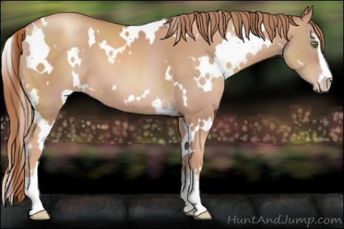 Horse Color:White Spotted Gold Champagne Sabino 