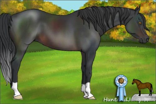 Horse Color:Brown 