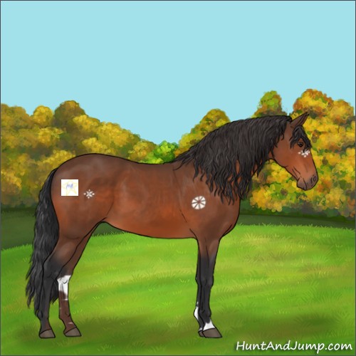 Horse Color:Brown 