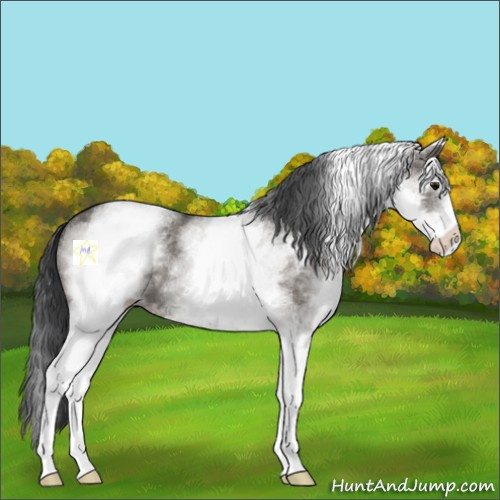 Horse Color:White Spotted Grullo Sabino 