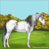 Horse Color:White Spotted Grullo Sabino 