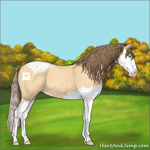 Horse Color:Amber Cream Champagne Roan Splash Appaloosa 