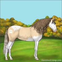 Horse Color:Amber Cream Champagne Roan Splash Appaloosa 