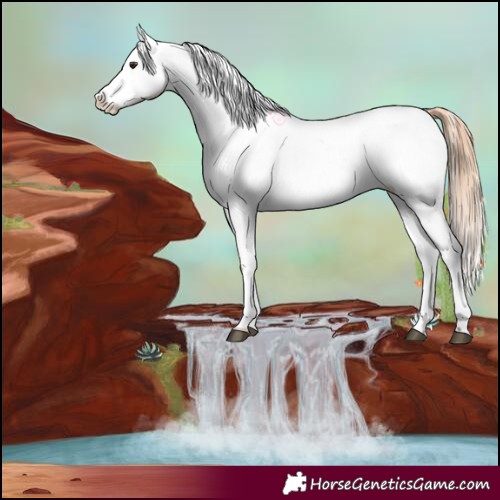 Horse Color:Chestnut Blanket 