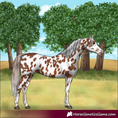 Horse Color:Chestnut Near Leopard