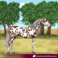 Horse Color:Chestnut Near Leopard 