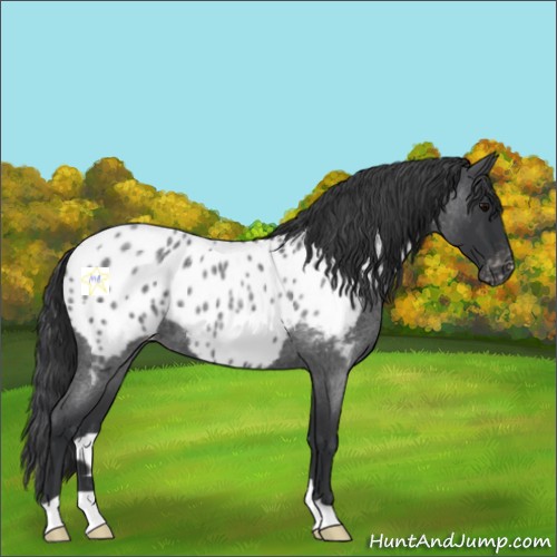 Horse Color:Blue Roan Near Leopard 