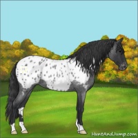 Horse Color:Blue Roan Near Leopard 