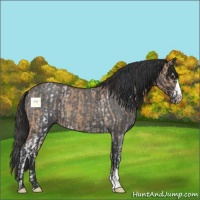 Horse Color:White Spotted Bay Dun Sabino  and Blue Roan 