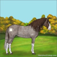Horse Color:Liver Red Roan Splash 