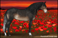 Horse Color:Gray Brown Appaloosa 