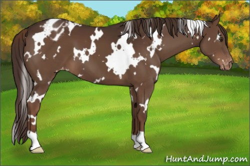 Horse Color:White Spotted Liver Chestnut Appaloosa