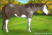 Horse Color:Liver Chestnut Splash 