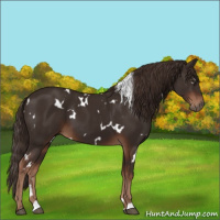 Horse Color:White Spotted Liver Chestnut