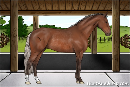 Horse Color:Silver Bay Rabicano